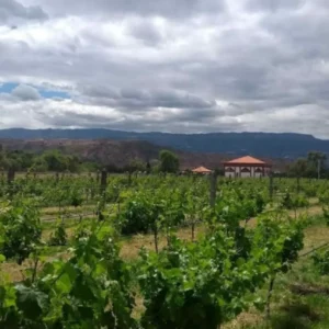 Viñedos